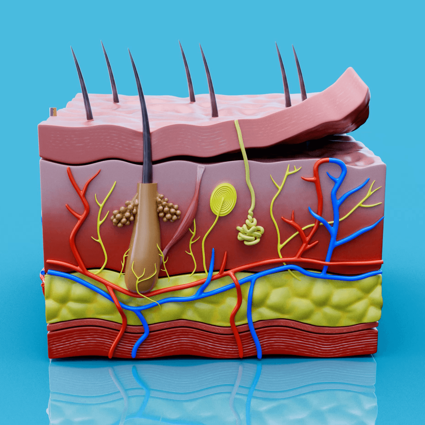 Allt du behöver veta om huden!