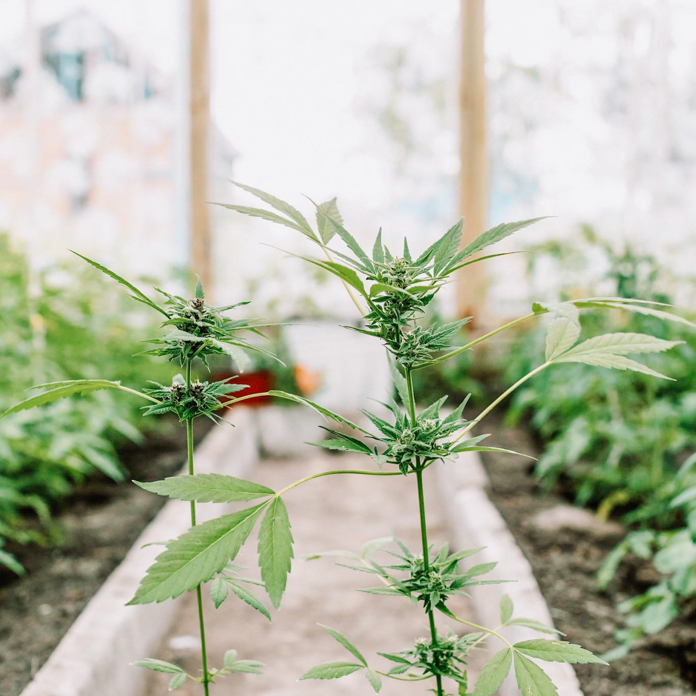 CBD och CBG: En revolutionerande duo för hudens cellförnyelseprocess - 1753 SKINCARE