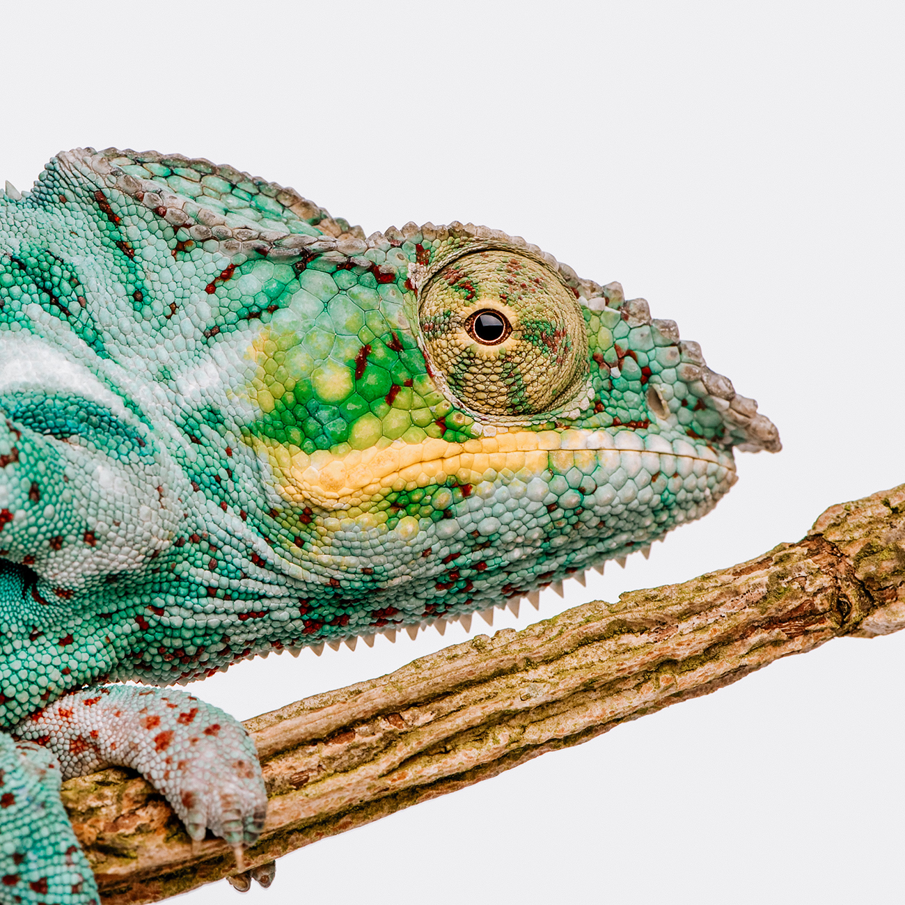 Utmaningar med Cannabisbranschen - Floranie Skincare