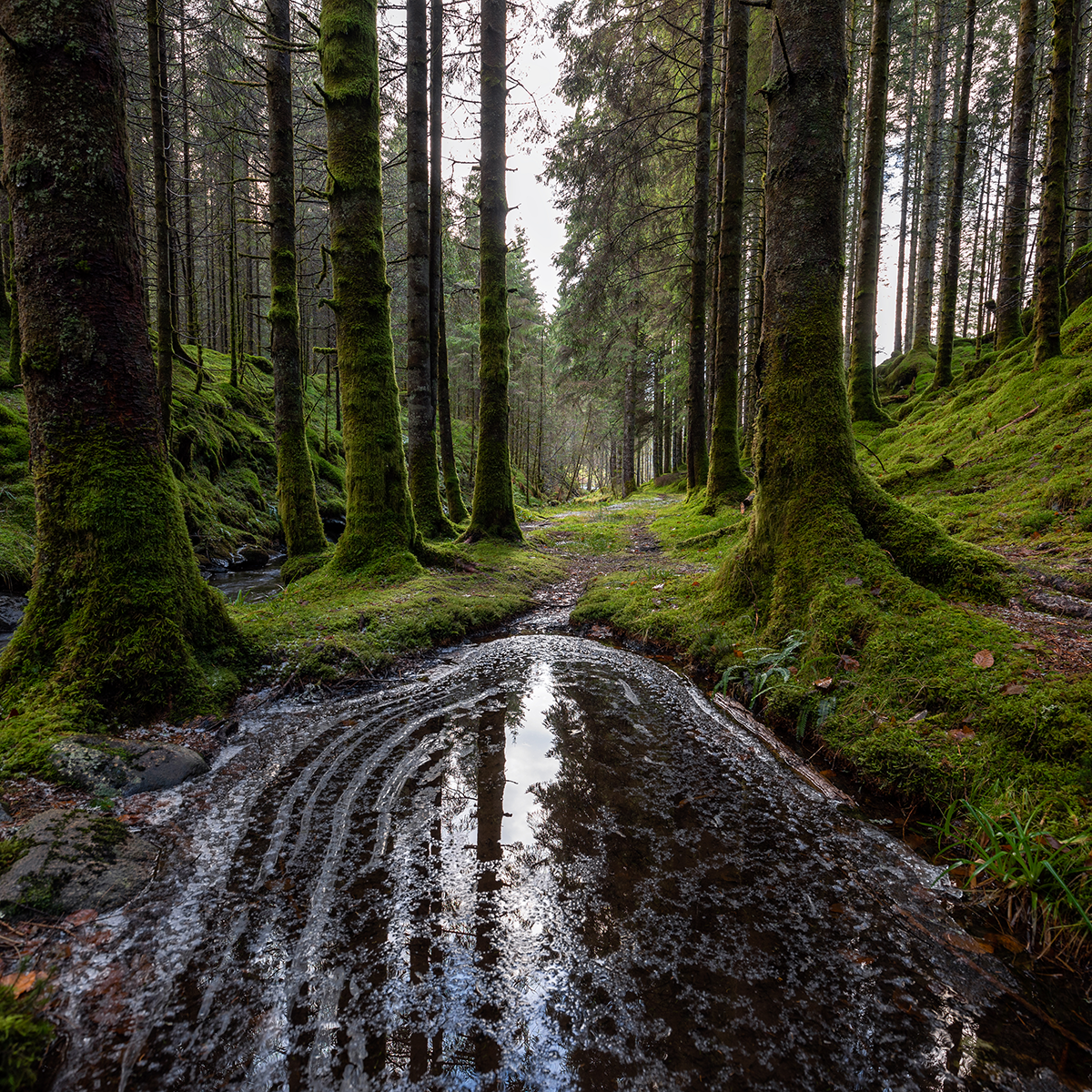 Skogsbad för huden: Naturens roll i hudvård