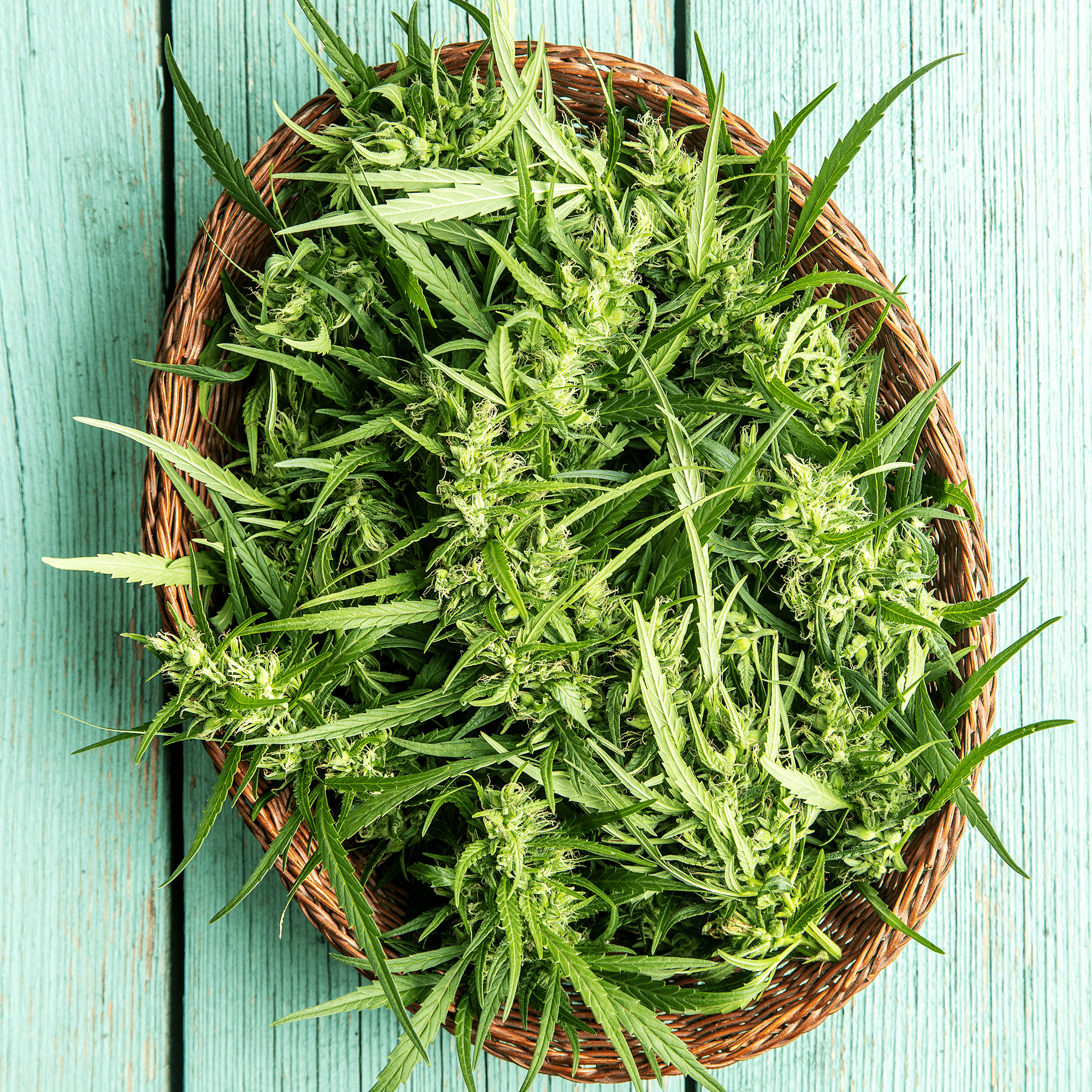 Endocannabinoider || Vad är det?